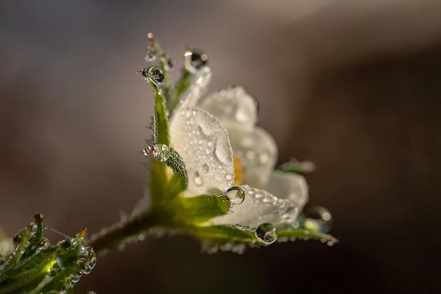 Blüte mit Wassertropfen